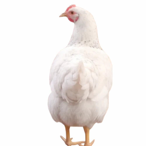 600g Kuroiler FFG Poultry Farm Chicks