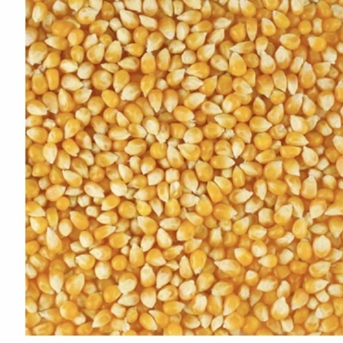Corn Seeds