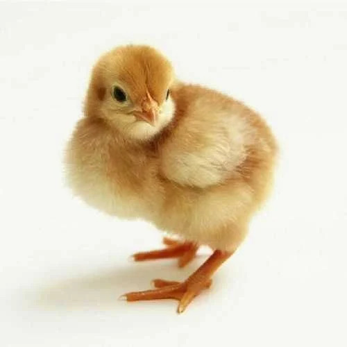 Poultry Farm Chicks