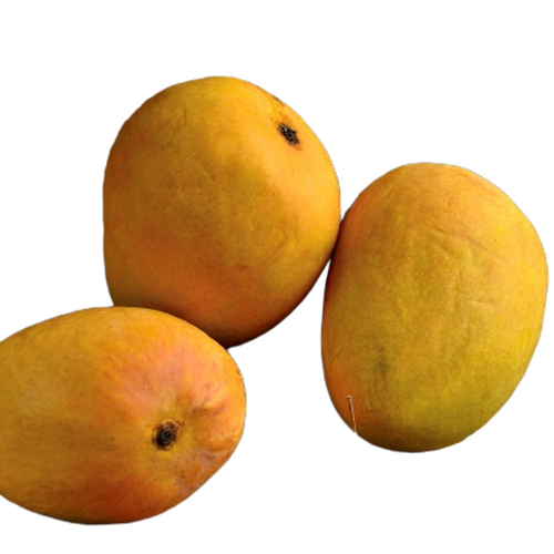 Alphanso Mango