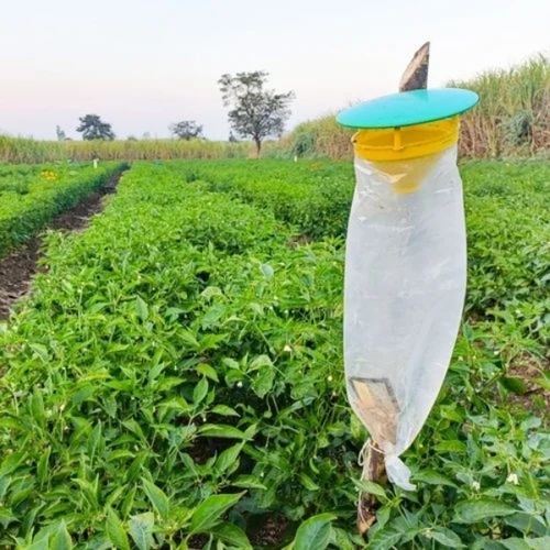 Pheromone Trap