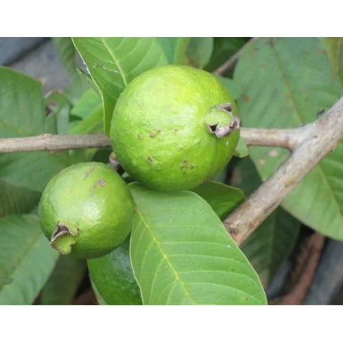 Common Guava Fruits - Type: Dried Flowers