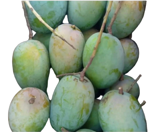 Fresh Kesar Mango