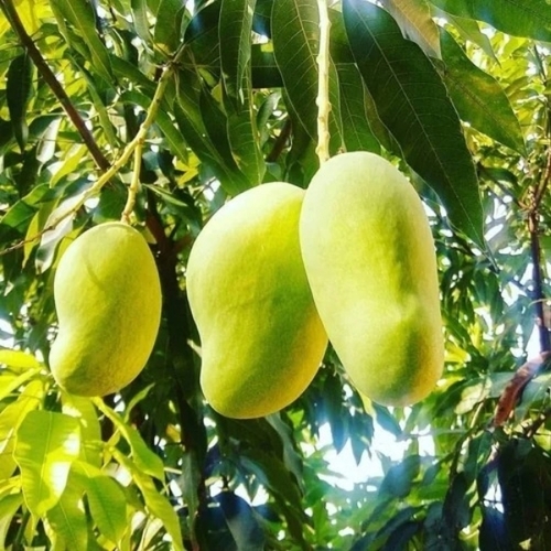 Fresh Organic Mangoes