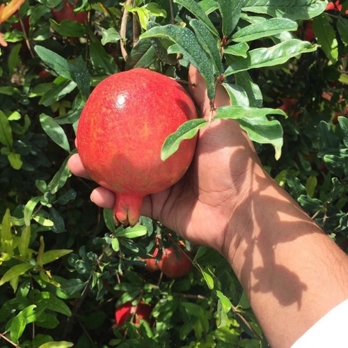 Fresh Pomegranate 