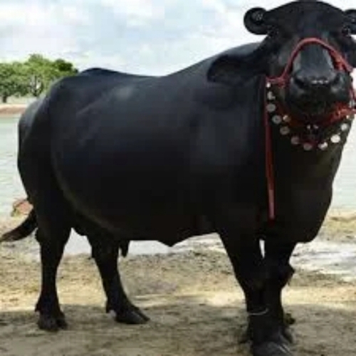 उच्च उपज देने वाली मुर्राह भैंस