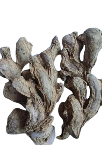 Dry Ginger