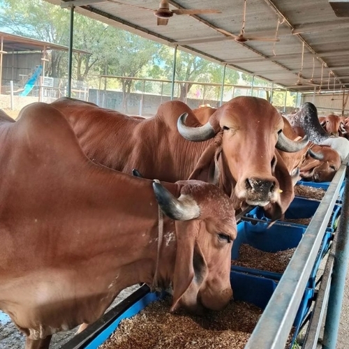 Sahiwal Cow