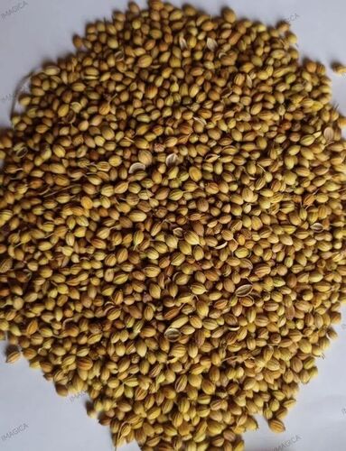 Whole Coriander Seeds