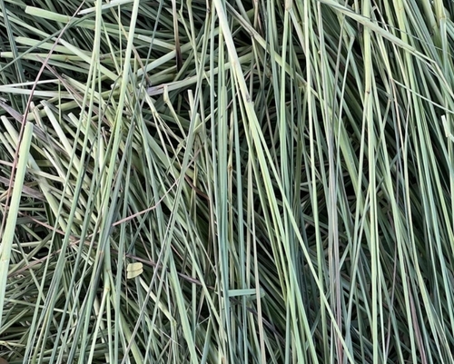 Dry Lemongrass