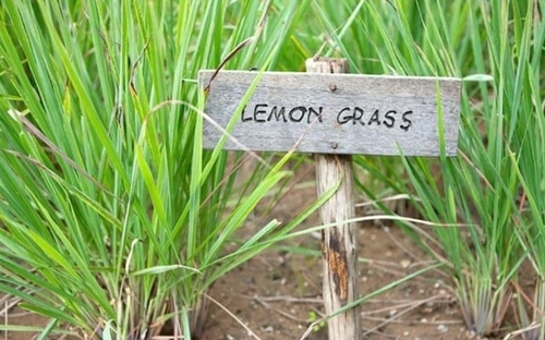 Green Lemongrass