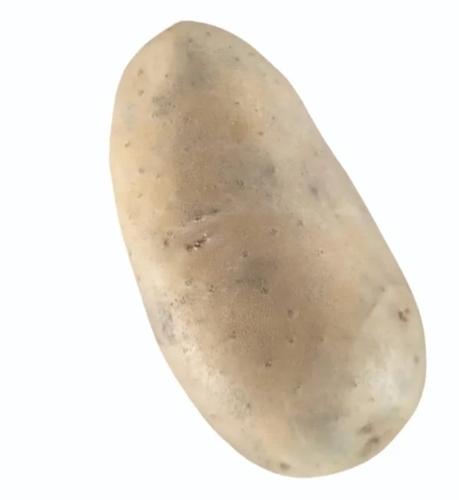 Surya Potato