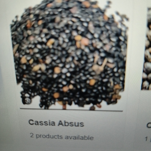 Cassia Absus