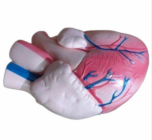 Human Heart Model