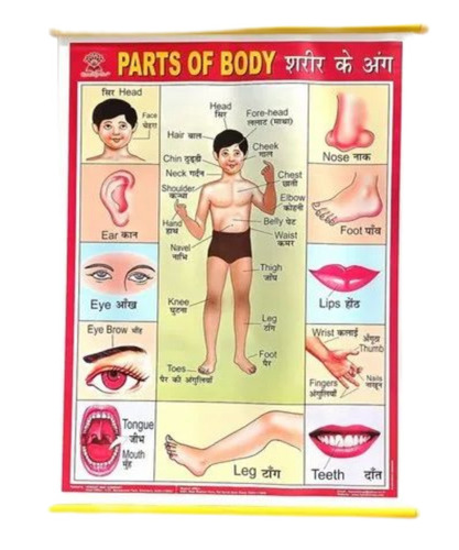Parts Of Body Name Teaching Chart