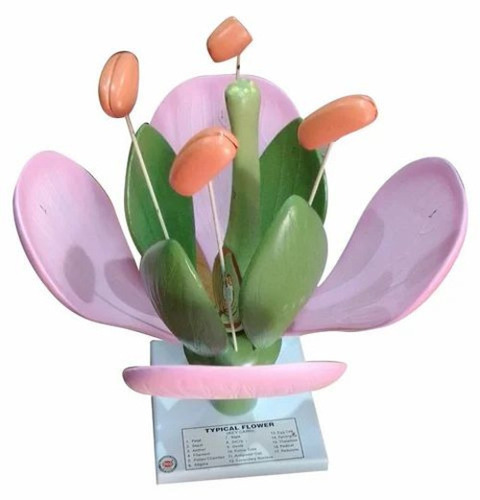 Typical Flower Botanical Models