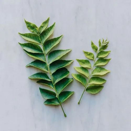 Curry Leaves - Organic Green Leaves, A Grade | 100% Purity, Food Usage, Plastic Bag Packaging