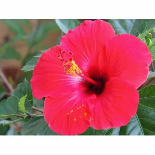 Gudhal Flower