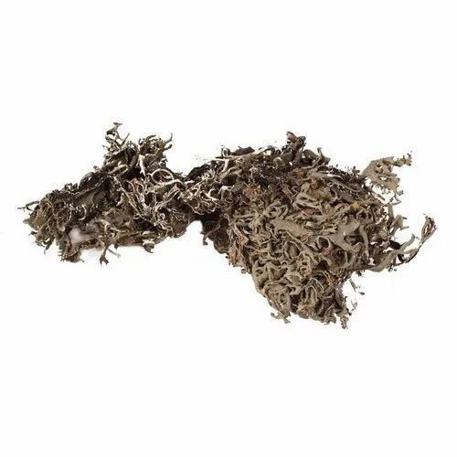 Organic Chhadila