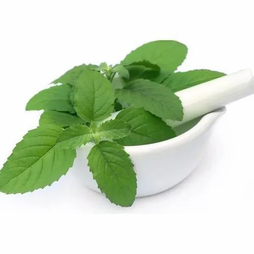Tulsi Leaves