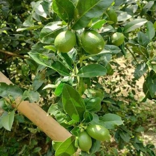 Lime Plant