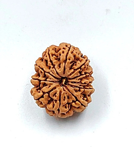 11 Mukhi Nepali Rudraksha Beads - Color: Brown
