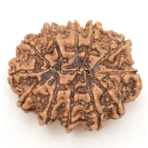 12 Mukhi Nepali Rudraksha Beads - Color: Brown