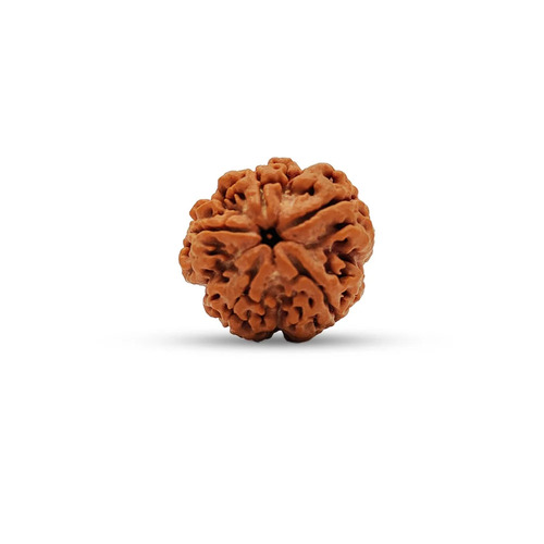 13 Mm 5 Mukhi Rudraksha Beads