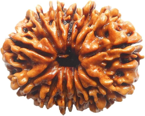 13 Mukhi Nepali Rudraksha Beads - Color: Brown