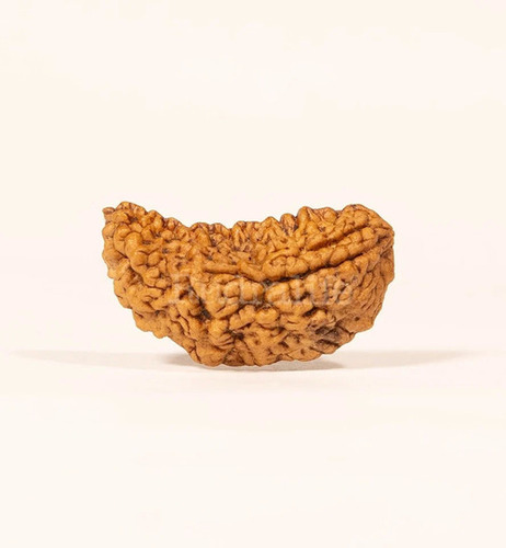 14 Mm 1 Mukhi Rudraksha Beads