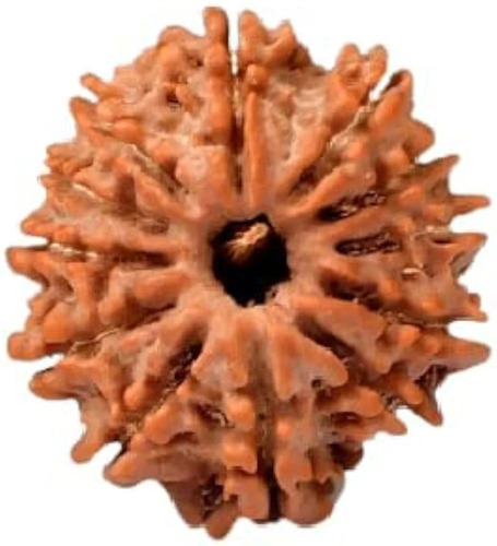 14 Mm 12 Mukhi Rudraksha Beads - Brown Smooth Surface, Handpicked Round Shape, Traditional Spiritual Mala