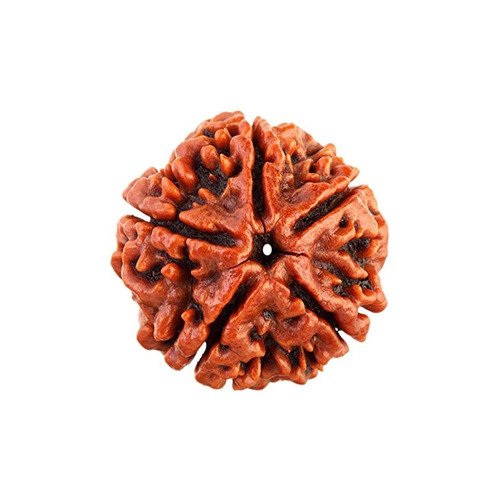 Rudraksha Beads