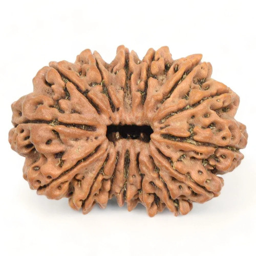 15 Mukhi Nepali Rudraksha Beads - Color: Brown
