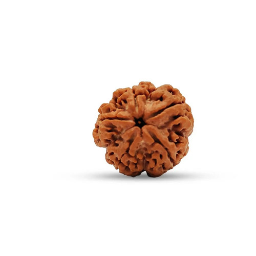 16 Mm 5 Mukhi Nepali Rudraksha Bead - Genuine Nepali Rudraksha Seed, Brown, Round, Lightweight, Durable, Handpicked