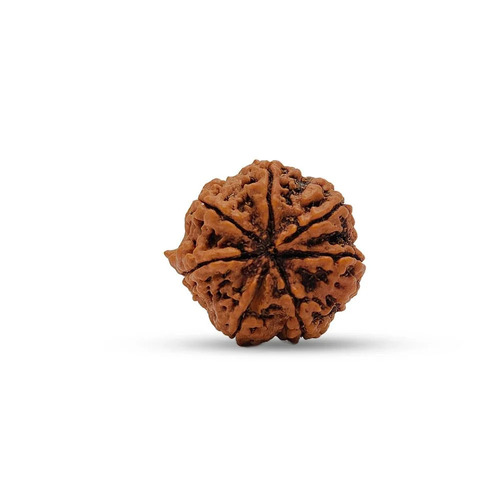 16 Mm+ 7 Mukhi Nepali Rudraksha Beads