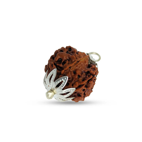 16 Mm 7 Mukhi Rudraksha Beads