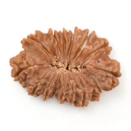16 Mukhi Nepali Rudraksha Beads - Color: Brown
