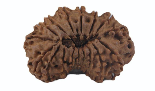 17Mukhi Rudraksha Beads - Color: Brown
