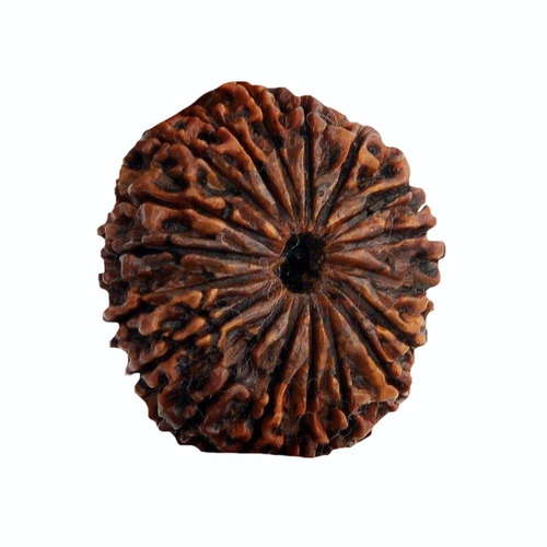 18 Mukhi Nepali Rudraksha Beads - Color: Brown