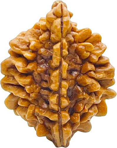 2 Mukhi Indian Rudraksha Beads - Color: Brown