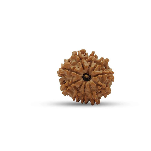 20 Mm 10 Mukhi Nepali Rudraksha Beads - Organic Seed, Brown, Round, Lightweight, Durable, Spiritual Ritual Use