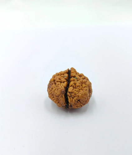 20 Mm 2 Mukhi Rudraksha