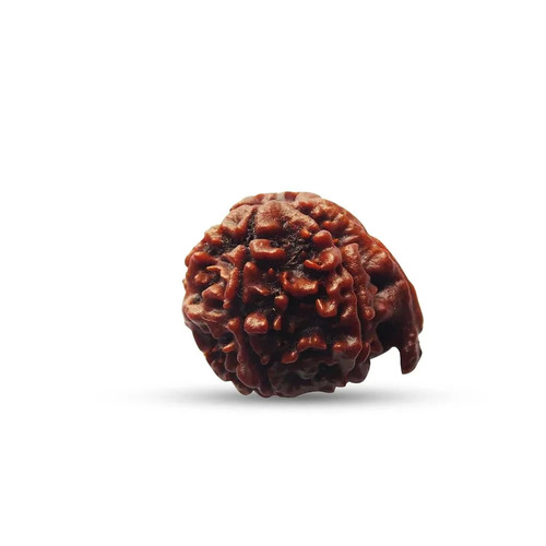 20 Mm Nepali Ganesh Rudraksha Beads