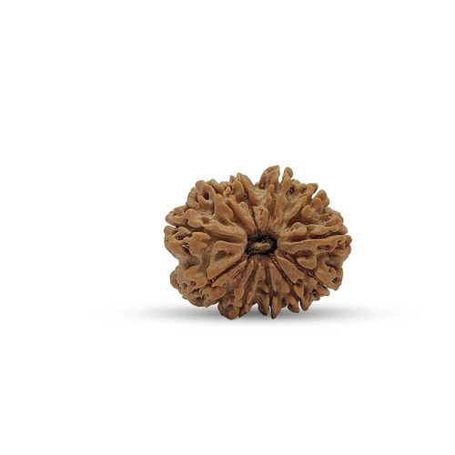22 Mm 11 Mukhi Nepali Rudraksha Beads - Color: Brown