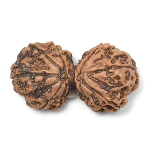 22 Mm Gauri Shankar Rudraksha Beads - Color: Brown