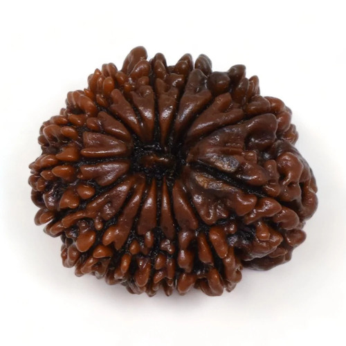 30 Mm 14 Mukhi Nepali Rudraksha Beads - Color: Brown