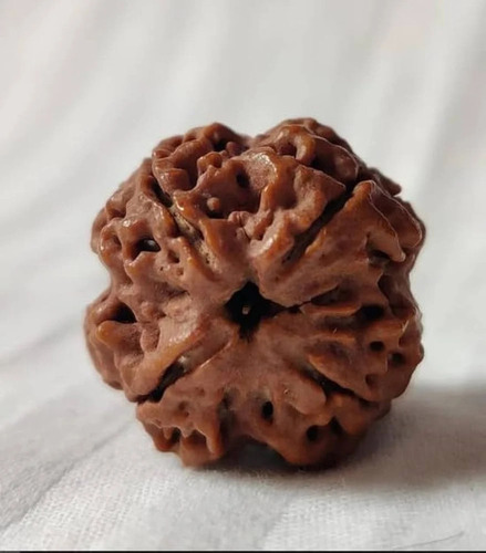 4 Mukhi Nepali Rudraksha Beads - Color: Brown