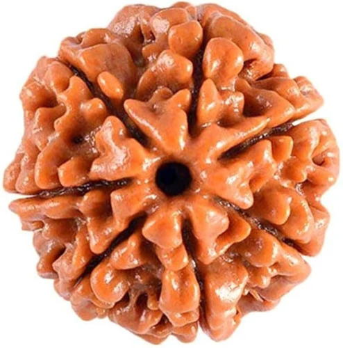 7 Mukhi Nepali Rudraksha Beads - Color: Brown