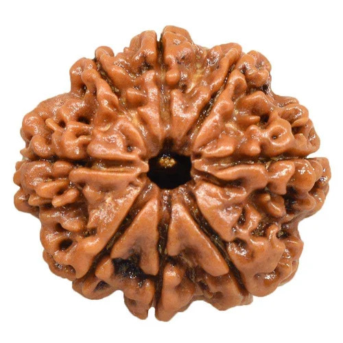 8 Mukhi Nepali Rudraksha Beads - Color: Brown