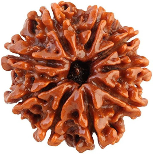 9 Mukhi Nepali Rudraksha Beads - Color: Brown